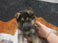 Joyce "Joy", a female German Shepherd Dog for sale in Crocker, MO – 3 of 8