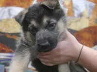 ICA- Moses, a male German Shepherd Dog for sale in Crocker, MO – 8 of 9