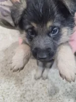 Moses , a male German Shepherd Dog for sale in Crocker, MO – 5 of 9