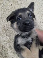 Moses , a male German Shepherd Dog for sale in Crocker, MO – 9 of 9