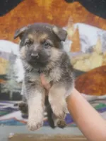 Matthew , a male German Shepherd Dog for sale in Crocker, MO – 5 of 7