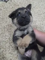 Moses , a male German Shepherd Dog for sale in Crocker, MO – 7 of 9