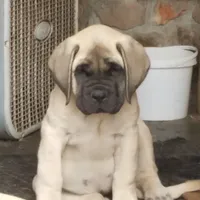 Blue boy, a female English Mastiff for sale in Springfield, MO – Photo 3 of 3