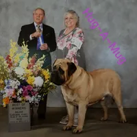 Blue boy, a female English Mastiff for sale in Springfield, MO – Photo 1 of 3