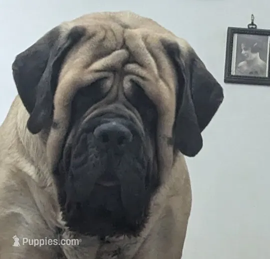 Moon – English Mastiff puppy for sale in Springfield, MO