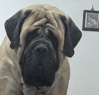 Moon, a female English Mastiff for sale in Springfield, MO – 1 of 1