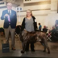 Hug-A-Mug, a male English Mastiff for sale in Springfield, MO – Photo 7 of 7