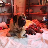 Hug-A-Mug, a male English Mastiff for sale in Springfield, MO – Photo 4 of 7