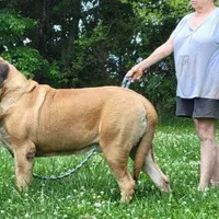 Hug-A-Mug, a male English Mastiff for sale in Springfield, MO – Photo 6 of 7