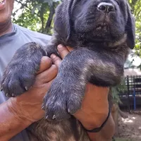 Moon, a female English Mastiff for sale in Springfield, MO – Photo 3 of 4