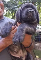 processed/bcbb21f6-7f63-448f-b038-d8fe7426872b/listing/83020463-60ff-423c-adef-fd5a9de0d084/a1c77516-8f98-4bc0-9f09-2e70e374f005