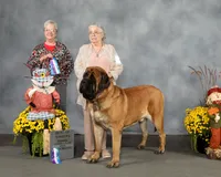 Squeak, a female English Mastiff for sale in Springfield, MO – 2 of 2