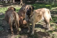 Sweet girl , a female English Mastiff for sale in Springfield, MO – 2 of 2