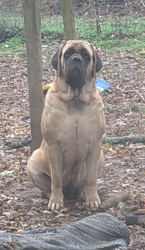 Squeak – English Mastiff puppy for sale in Springfield, MO