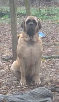 Squeak, a female English Mastiff for sale in Springfield, MO – 1 of 2