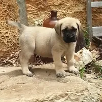 Ursa, a  Mastiff for sale in Springfield, MO – Photo 4 of 7