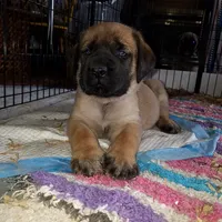 Ursa, a  Mastiff for sale in Springfield, MO – Photo 2 of 7