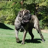 Ursa, a  Mastiff for sale in Springfield, MO – Photo 5 of 7