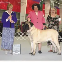 Ursa, a  Mastiff for sale in Springfield, MO – Photo 7 of 7