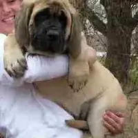 Ursa, a  Mastiff for sale in Springfield, MO – Photo 1 of 7