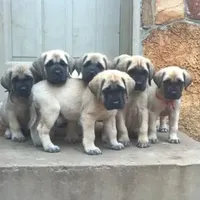 Exceptional, a  Mastiff for sale in Springfield, MO – Photo 4 of 10