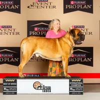 Exceptional, a  Mastiff for sale in Springfield, MO – Photo 9 of 10