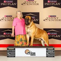 Exceptional, a  Mastiff for sale in Springfield, MO – Photo 10 of 10