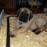 Exceptional, a  Mastiff for sale in Springfield, MO – Photo 7 of 10