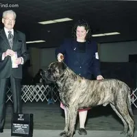 Exceptional, a  Mastiff for sale in Springfield, MO – Photo 6 of 10