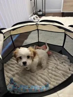 Oliver, a male Cavalier King Charles Spaniel and Shih Tzu for sale in Canton, MI – Photo 4 of 4