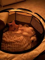 Oliver, a male Cavalier King Charles Spaniel and Shih Tzu for sale in Canton, MI – Photo 2 of 4