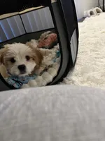 Oliver, a male Cavalier King Charles Spaniel and Shih Tzu for sale in Canton, MI – Photo 3 of 4