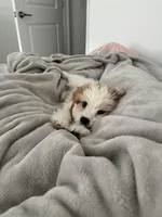 Oliver, a male Cavalier King Charles Spaniel and Shih Tzu for sale in Canton, MI – Photo 1 of 4