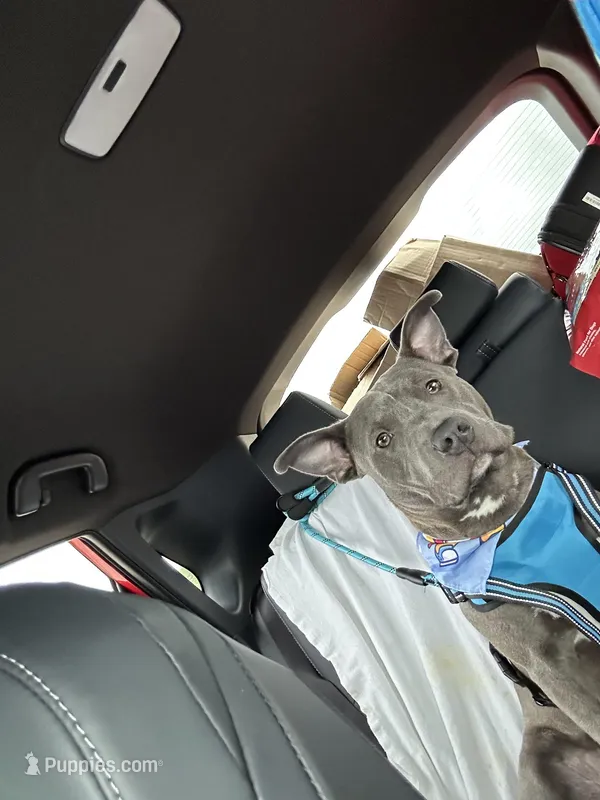 Lucky Blue – American Pit Bull Terrier puppy for sale in Deerfield Beach, FL