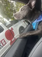 Lucky Blue, a male American Pit Bull Terrier for sale in Deerfield Beach, FL – Photo 2 of 2