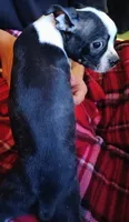 Bubba boy, a male Boston Terrier for sale in Trinidad, CO – 2 of 3