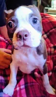 Ralphie baby, a male Boston Terrier for sale in Trinidad, CO – 2 of 4