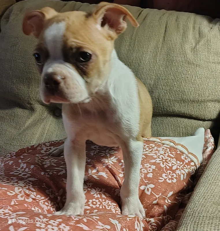 The Duke – Boston Terrier puppy for sale in Trinidad, CO
