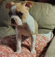 The Duke, a male Boston Terrier for sale in Trinidad, CO – 1 of 4