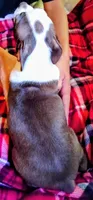 GiGi, a female Boston Terrier for sale in Trinidad, CO – 3 of 5