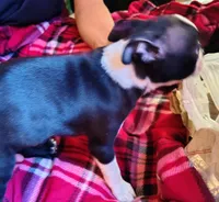 Doris, a female Boston Terrier for sale in Trinidad, CO – 3 of 4