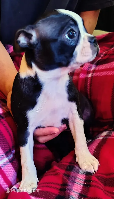 Doris – Boston Terrier puppy for sale in Trinidad, CO