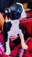Doris, a female Boston Terrier for sale in Trinidad, CO – 1 of 4