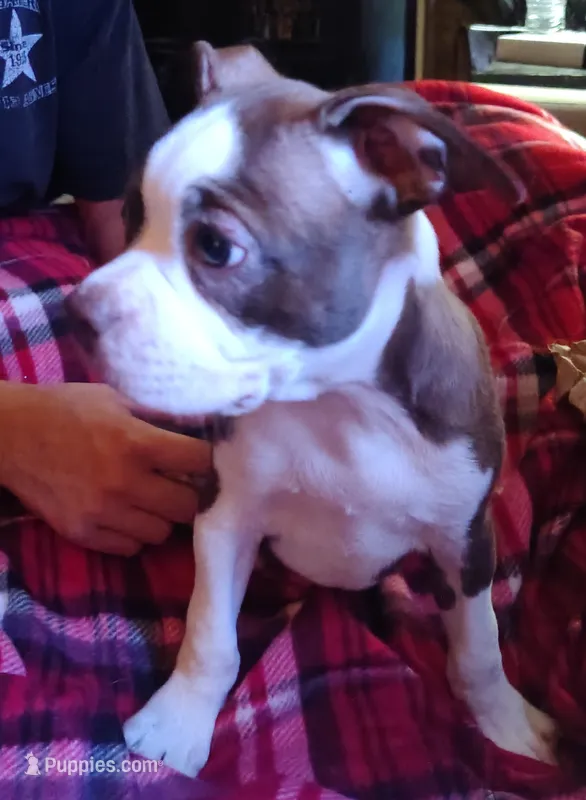 Ralphie baby – Boston Terrier puppy for sale in Trinidad, CO