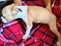 Big Jake, a male Boston Terrier for sale in Trinidad, CO – 3 of 4