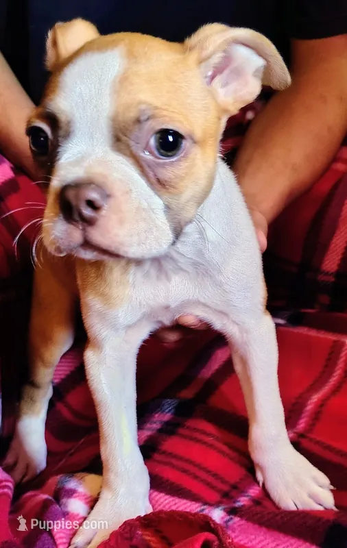 Big Jake – Boston Terrier puppy for sale in Trinidad, CO