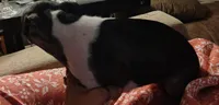 Della Jo, a female Boston Terrier for sale in Trinidad, CO – 3 of 3