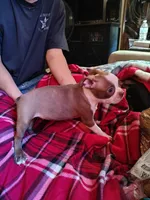 Jackson, a male Boston Terrier for sale in Trinidad, CO – 3 of 4