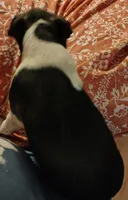 Della Jo, a female Boston Terrier for sale in Trinidad, CO – 2 of 3