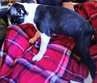 Bubba boy, a male Boston Terrier for sale in Trinidad, CO – 3 of 3